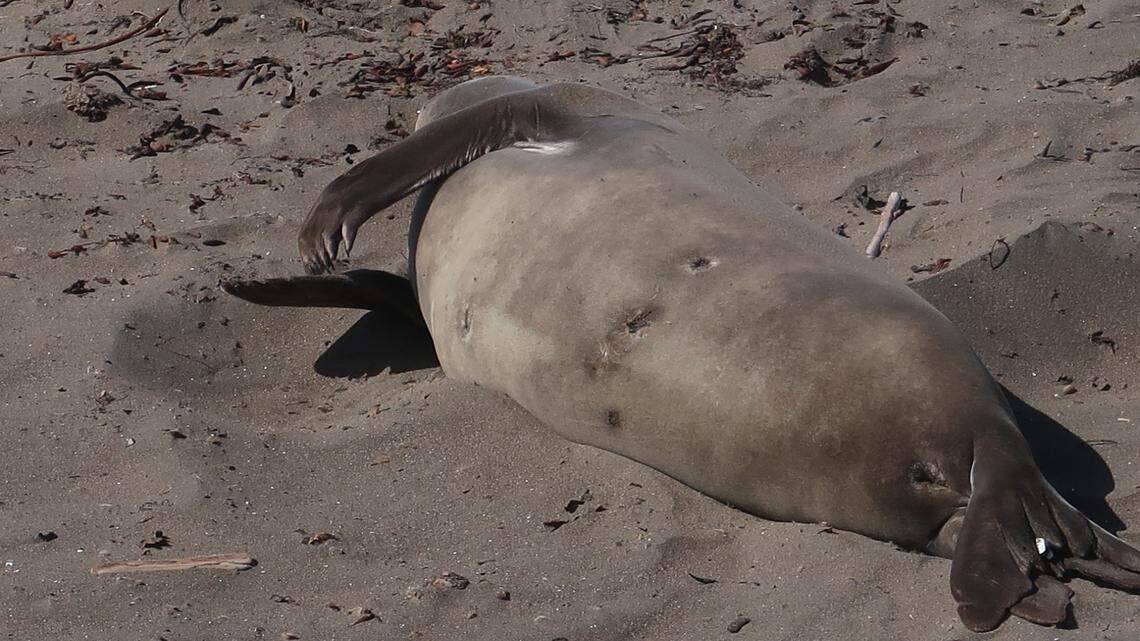 Seals in Gig Harbor creek? It can happen. Here’s why they’re active this time of year