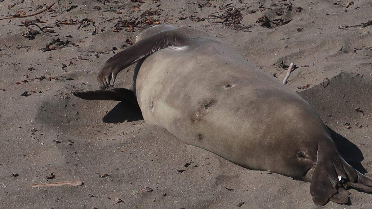 This healthy mature female elephant seal, whose white tag indicates she was born at the Piedras Blancas rookery north of San Simeaon, isn’t pregnant. She’s taking a rest with the youngsters.