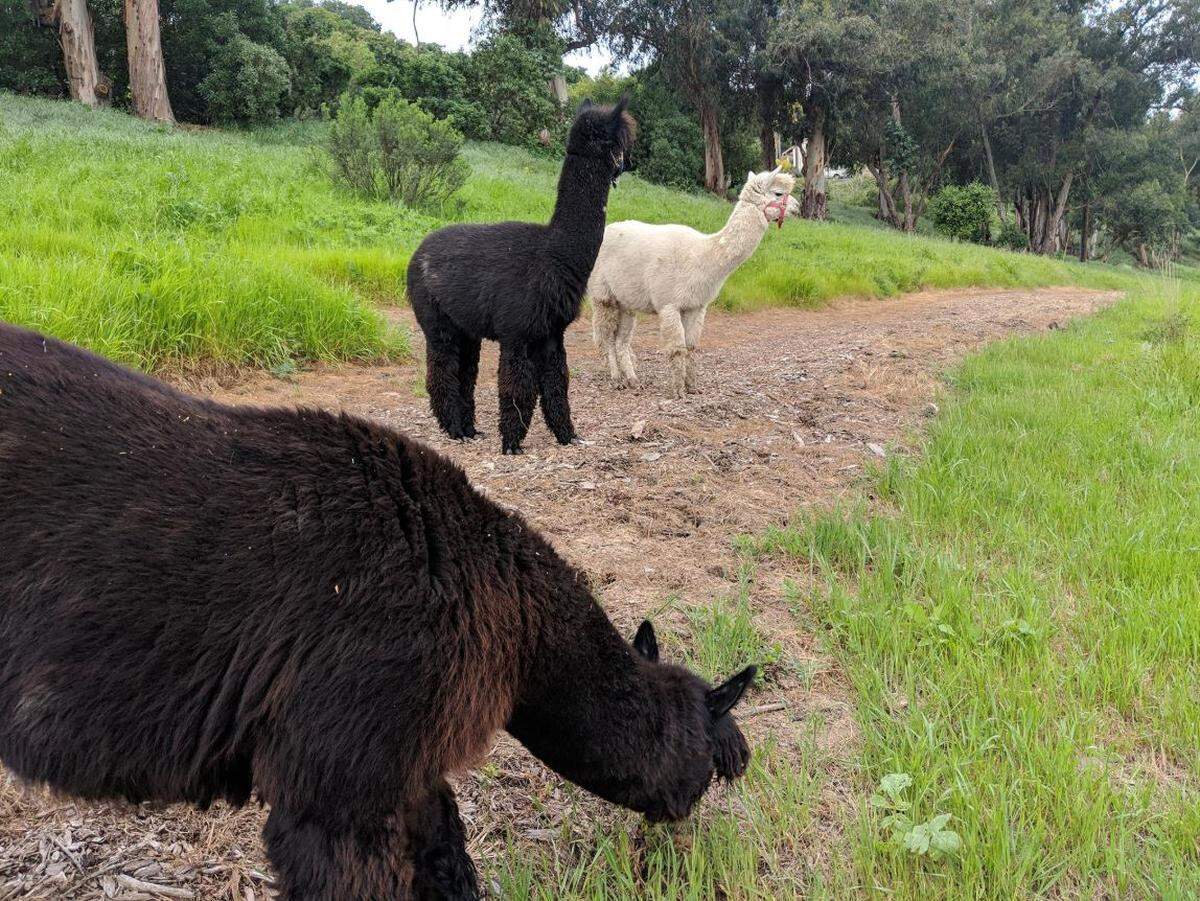 A pack of alpacas were on the loose in Hope Ranch area of Santa Barbara on Sunday. They were rounded up by the CHP and Santa Barbara County Animal Services.