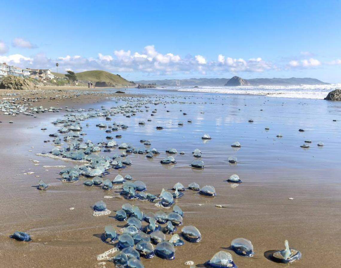 By-the-wind sailors washed up on San Luis Obispo County beaches in April 2026.