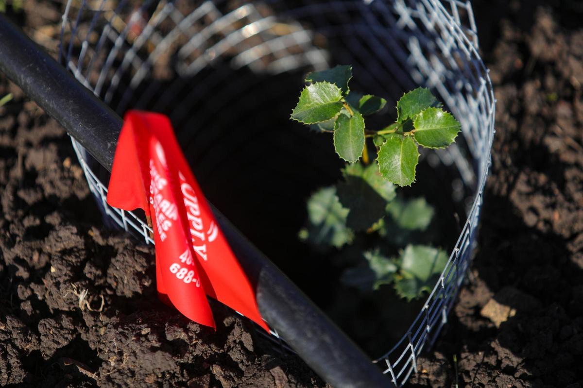 A third-acre plot in the Los Osos Valley will be planted with 170 pollinator-friendly native plants, including this oak tree in a gopher resistant cage. The habitat will benefit monarch butterflies and other pollinators.