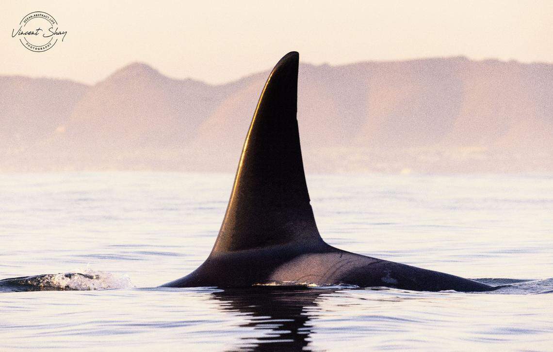 An orca breaks the water several miles from the shore of Pismo Beach.