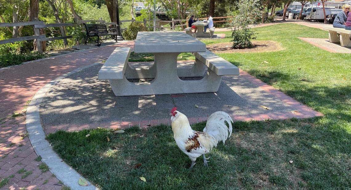 Some say only about half of the normal number of roosters are currently living in the Village, prompting concerns about what is happening with the flock.