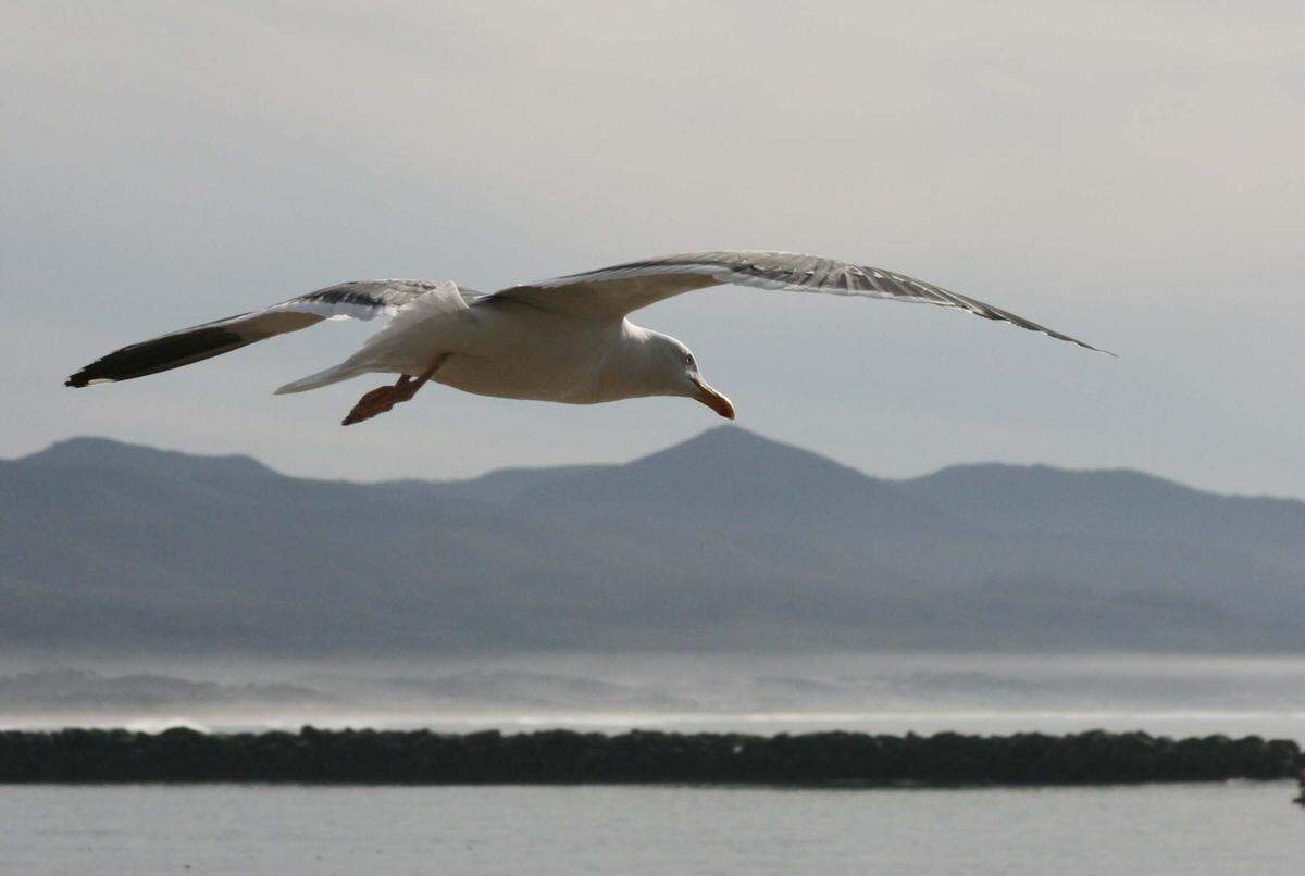Liz Caruth Moore Morro Bay A seagull in flight on a winter day in Morro Bay.