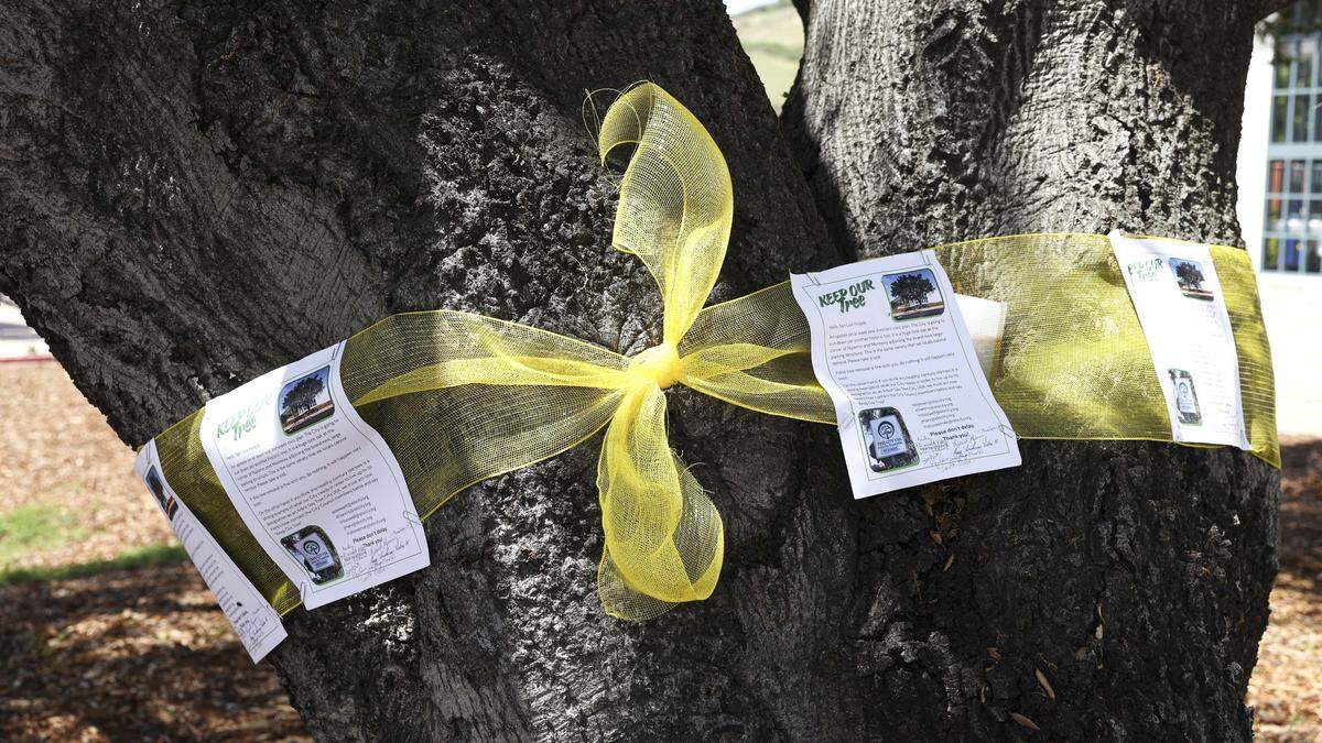 A yellow ribbon and flyer protest the planned removal of a coast live oak near the new parking garage at Palm and Nipomo on April 27, 2026. SLO Rep theater is planned to be built so close to the tree that it is not expected to survive.