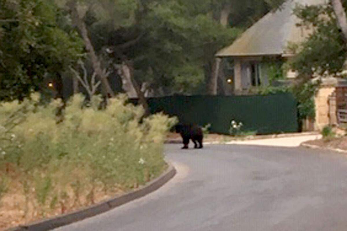 A black bear ambles down East Valley Lane toward the Ennisbrook trail early Monday.