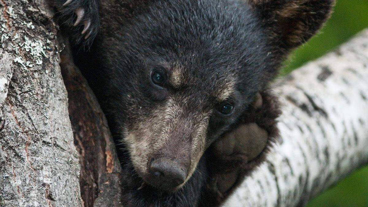 A black bear cub rests in a tree. Firefighters from the Santa Barbara County Fire Department assisted California Department of Fish and Wildlife representatives when a young bear was spotted playing in a sprinkler at a Cuyama church on June 3, 2022.