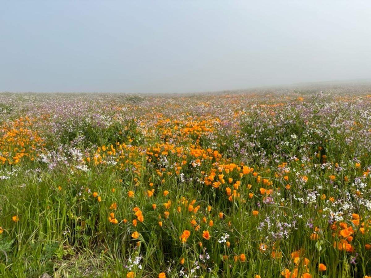 Dennis Houghton took this photo of wildflowers including California poppies at the Point Buchon trail east of Montana de Oro State Park near Los Osos on Saturday, April 8, 2023.