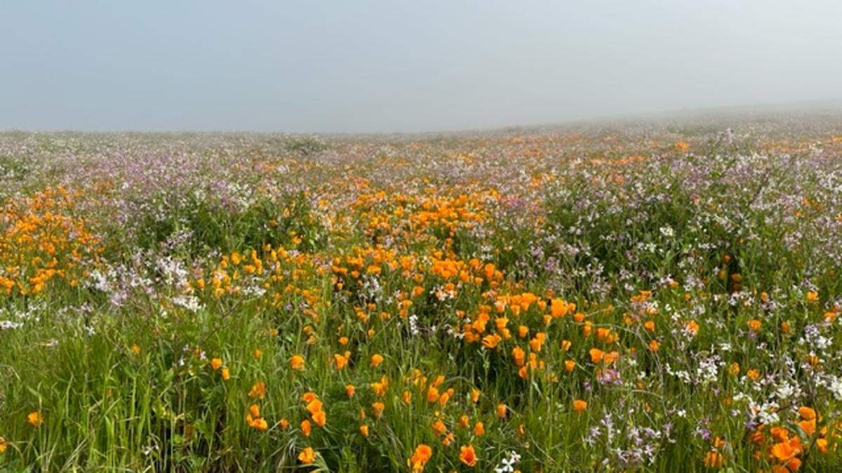 Dennis Houghton took this photo of wildflowers including California poppies at the Point Buchon trail east of Montana de Oro State Park near Los Osos on Saturday, April 8, 2023.