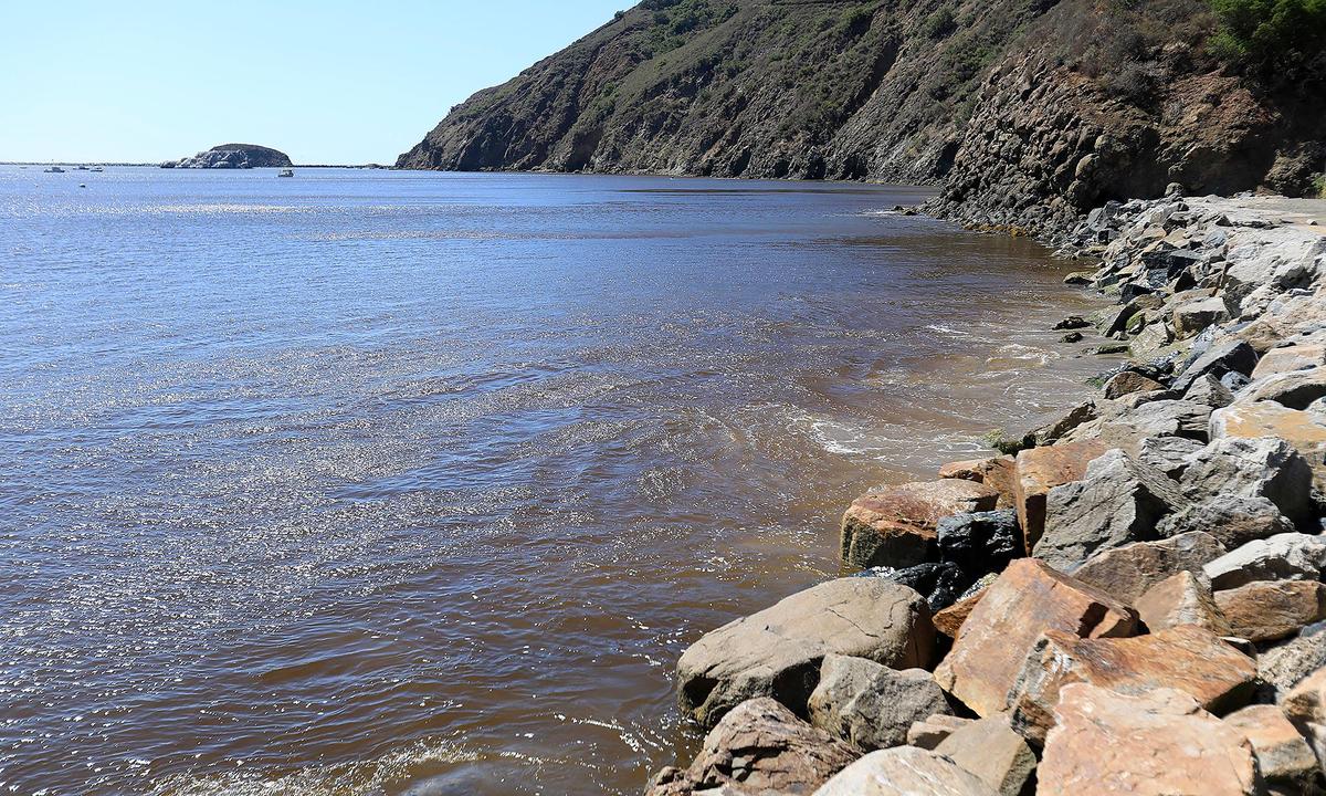 An algae bloom is turning the ocean a reddish, dark brown in Avila Harbor.