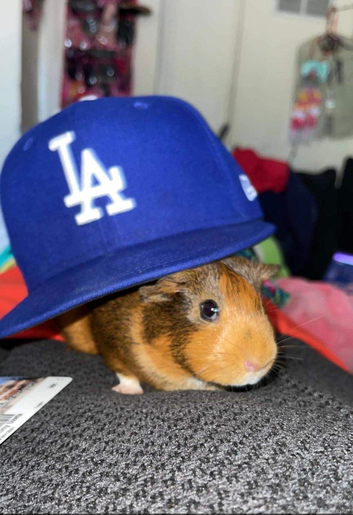 The Uzeta family’s pet guinea pig, Winnie, died in a fire at the Uzeta family’s Paso Robles apartment building.
