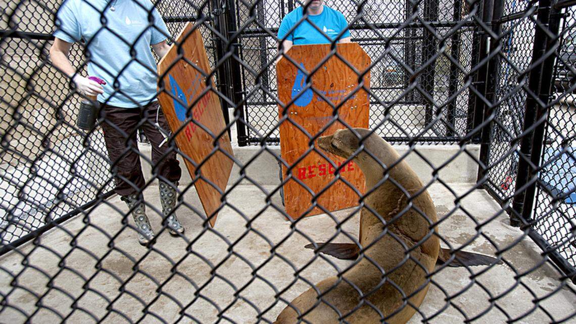 Marine Mammal Center volunteers Sara Wilkinson (right) and Susan Tripp slowly corral an ill California Sea Lion in an attempt to administer a subcutaneous drip line to rehydrate the animal.