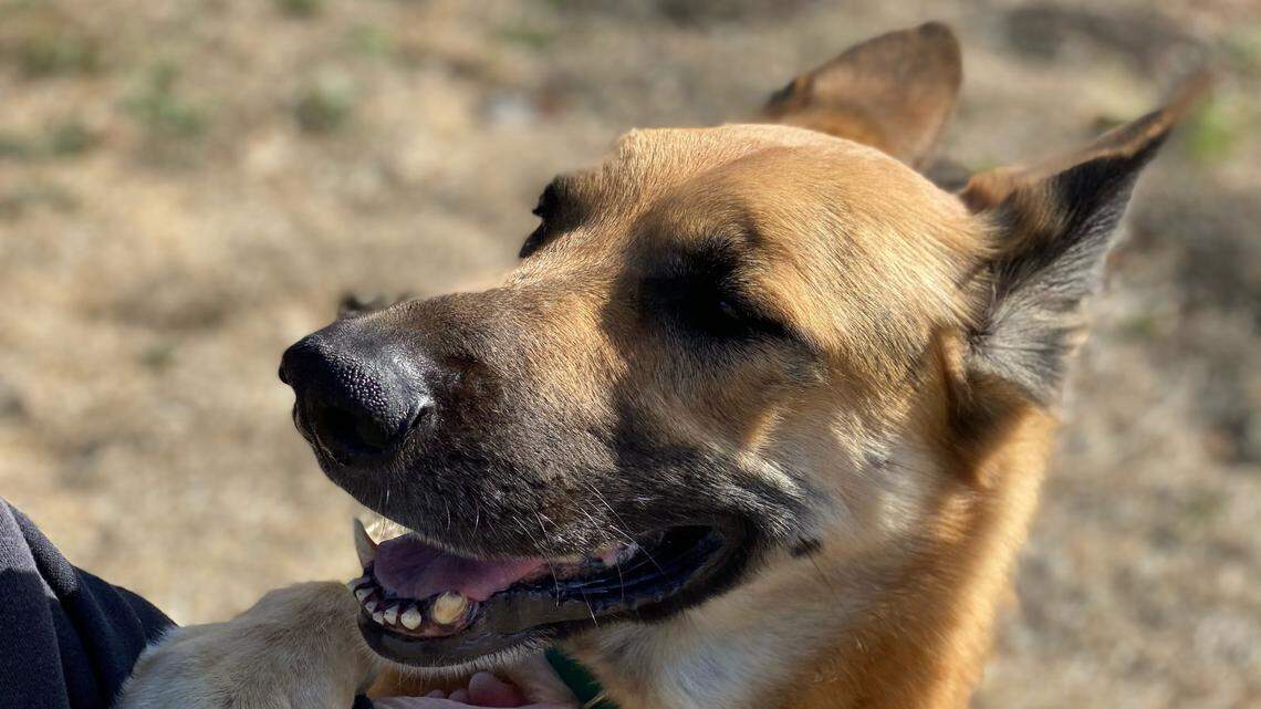 Scooter the German shepherd is a total love bug. He’s looking for a new home
