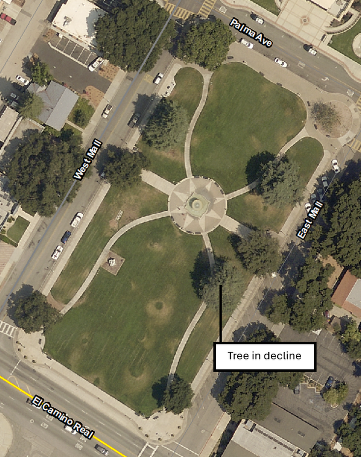 One of Atascadero’s historic Deodar Cedar trees was set to be removed from the gardens the week of July 21, 2025.