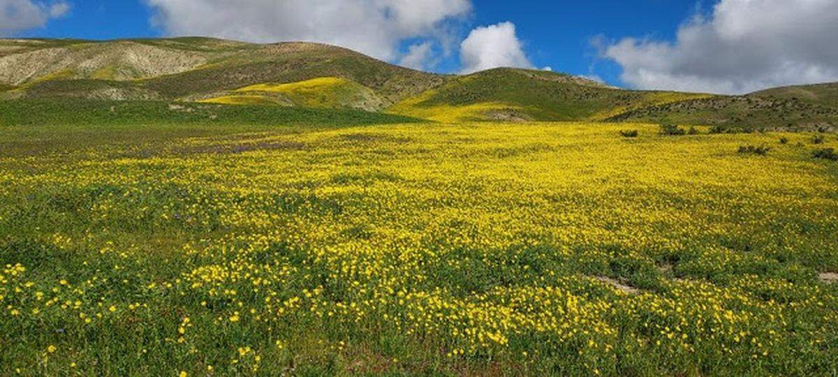 Hillside daisies bloom in the Carrizo Plain National Monument in March 2023.
