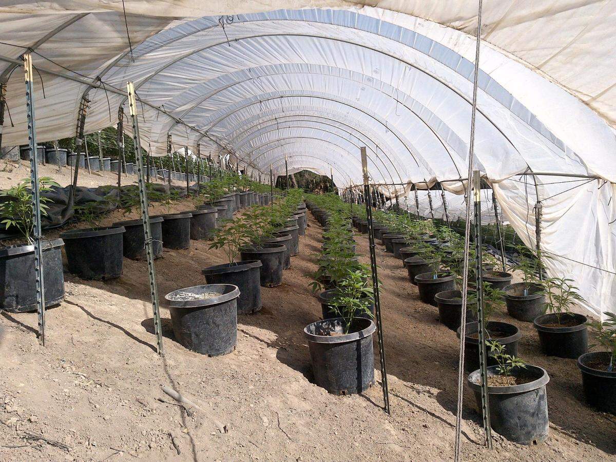 Helios Dayspring was growing cannabis on steep slopes in Tepusquet Canyon without proper erosion controls. This grow, seen in 2019, was shut down in 2020.