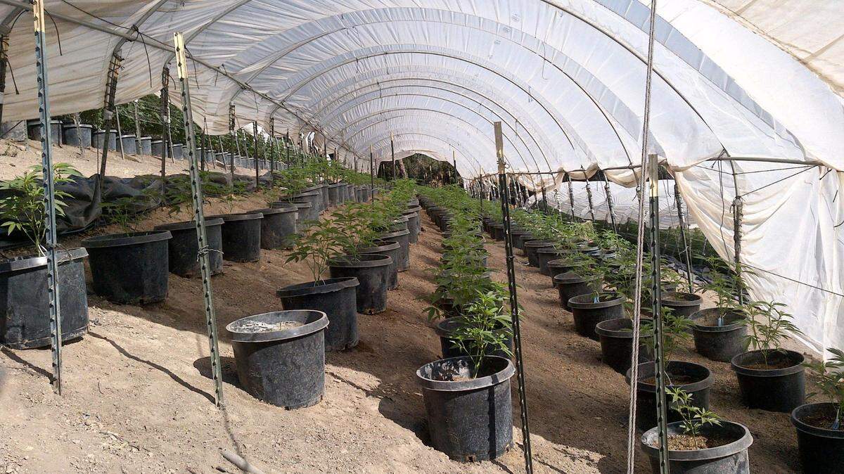 Helios Dayspring was growing cannabis on steep slopes in Tepusquet Canyon without proper erosion controls. This grow, seen in 2019, was shut down in 2020.
