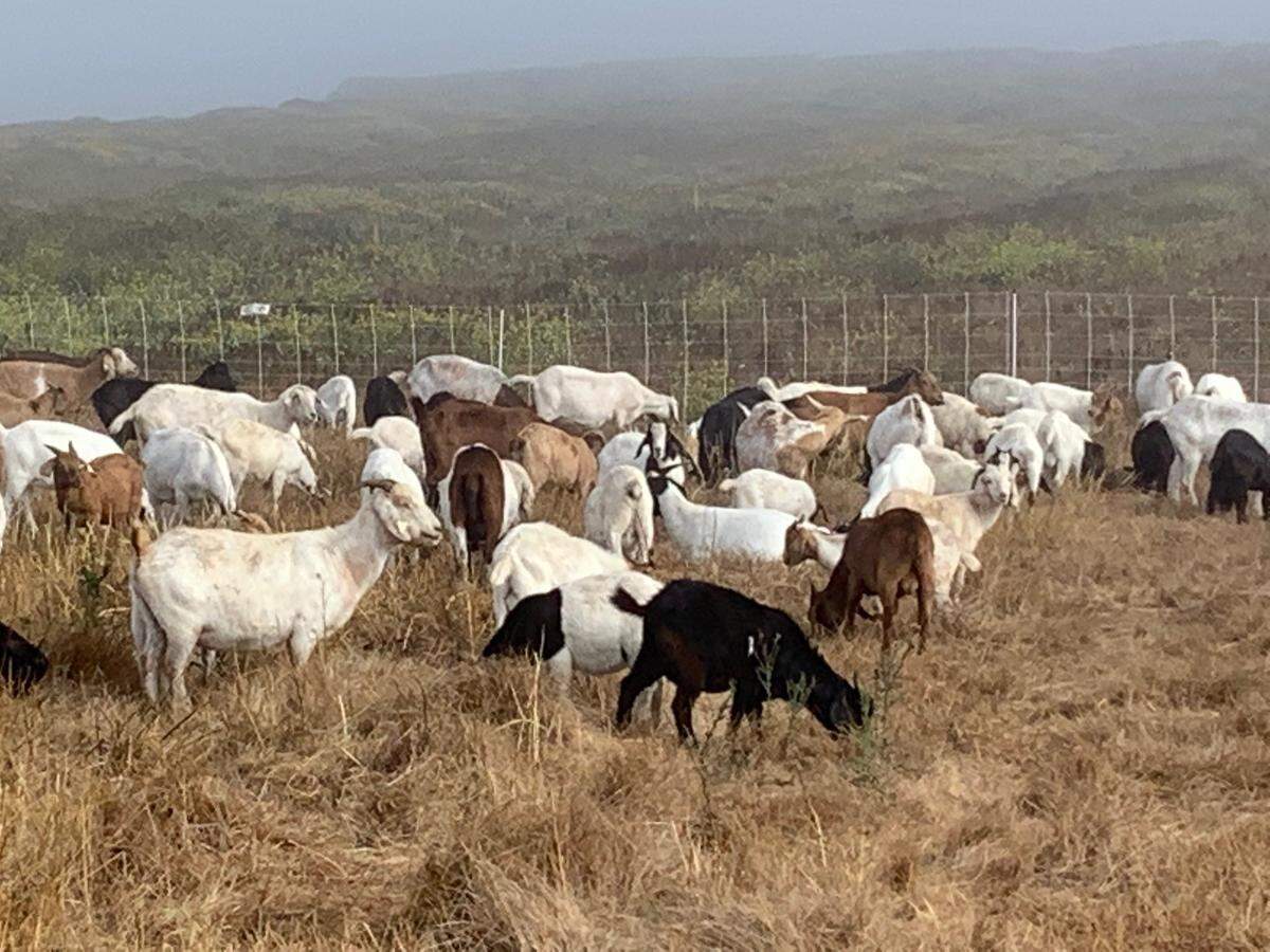 Goats graze in a field of invasive weeds along Highway 1 near Piedras Blancas.