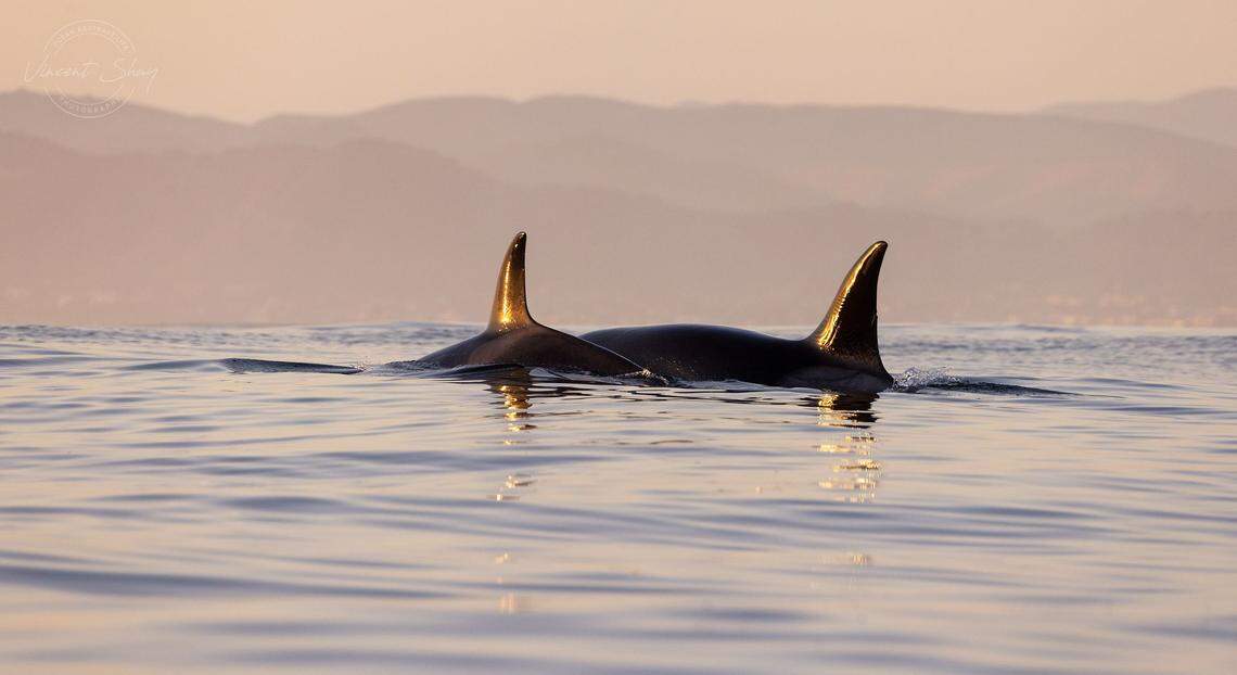 Orcas swim several miles off the shore of Pismo Beach on Sept. 6, 2022.