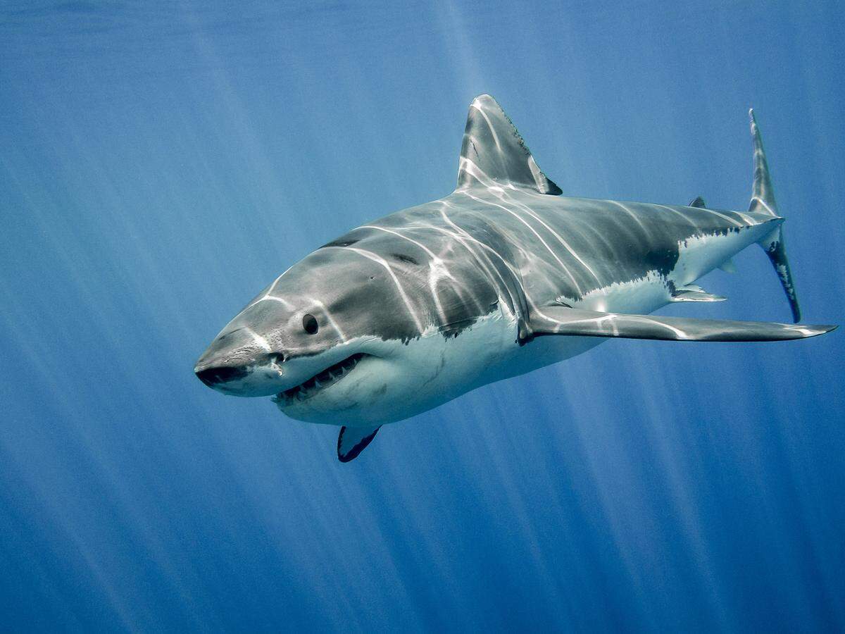 Great white sharks are being recorded in higher numbers in Monterey Bay than ever before.