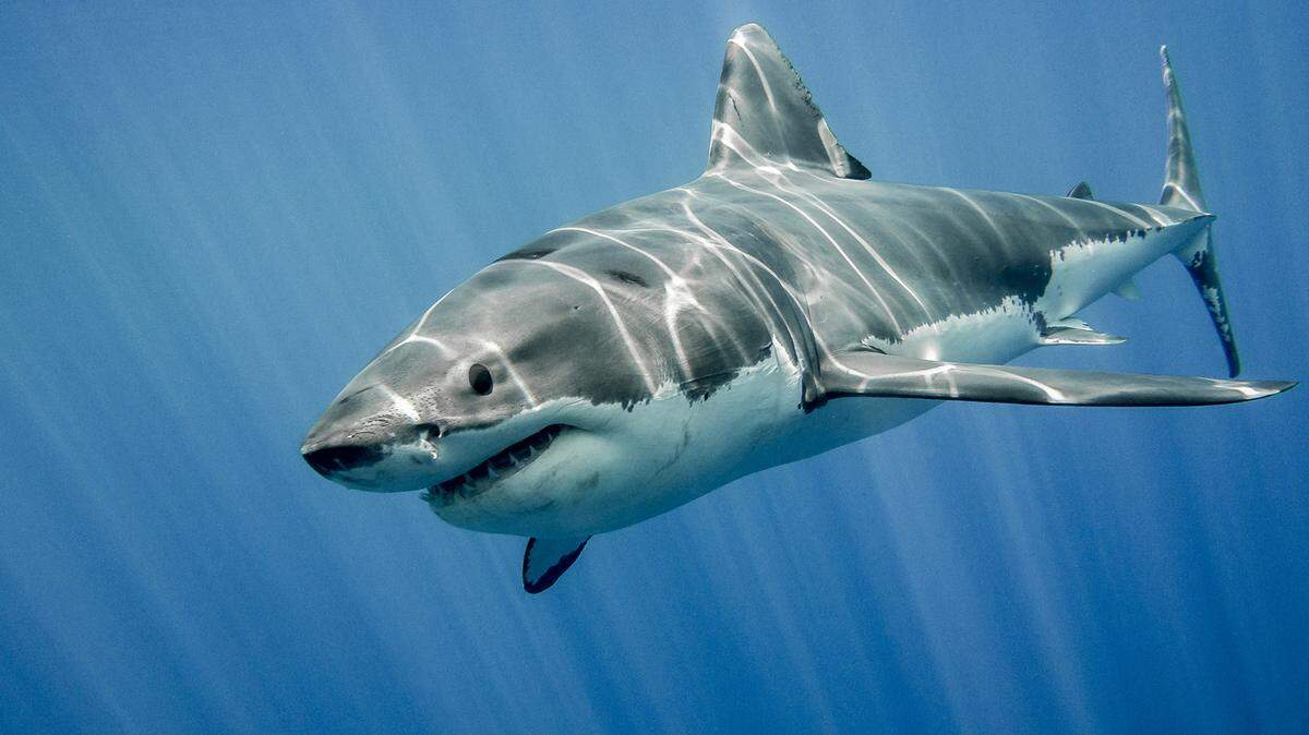 Great white sharks were involved in at least 16 unprovoked bites out of a total of 57 in 2020, including six of the year’s 10 deaths. (Dreamstime/TNS)