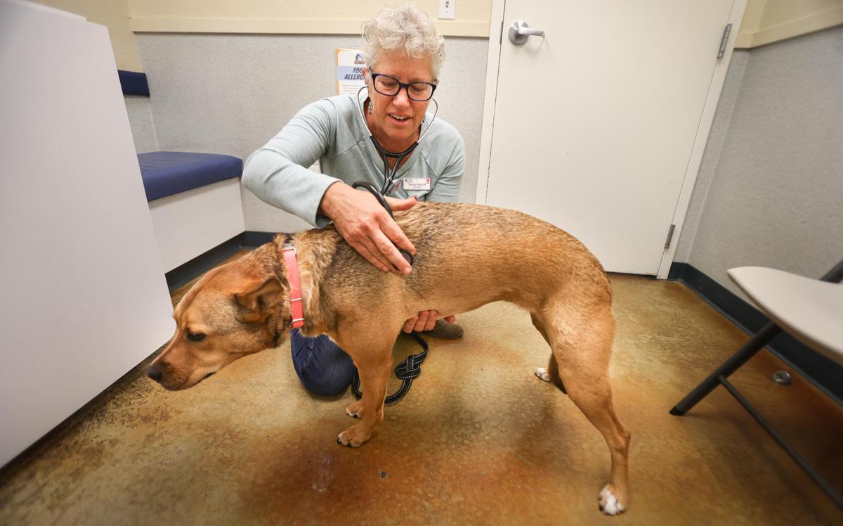 Dr. Bonnie Markoff examines Nala at Animal Care Clinic in San Luis Obispo. She recommends vaccinating for canine influenza if your dog goes to parks, kennels or groomers where they come into contact with other dogs.