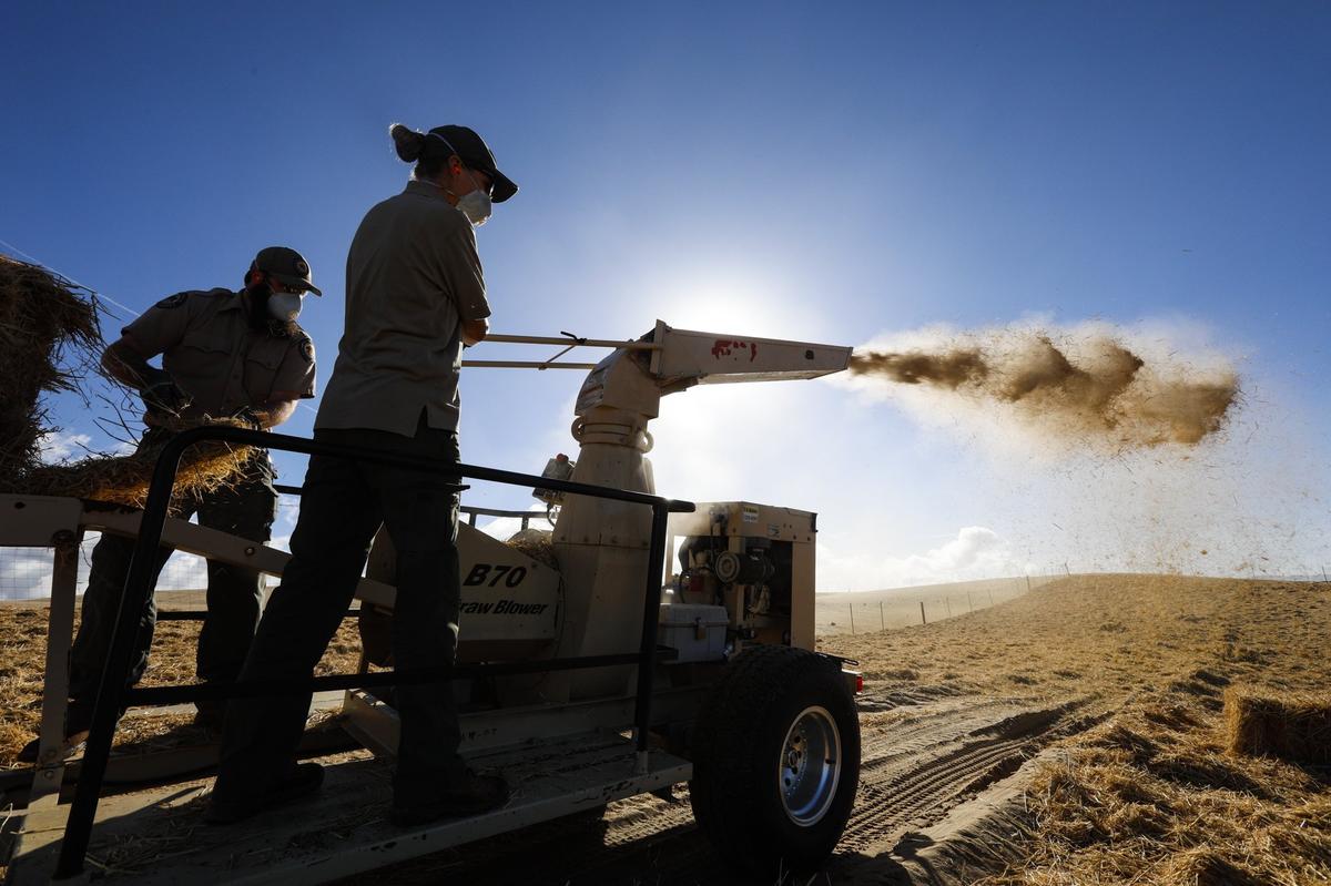 Kyle Lafever, left, and Katrina Henderson shoot rice straw as ground cover for plantings to follow during revegetation work at the Oceano Dunes State Vehicle Recreation Area. The health impacts of blowing sand were in the news this year.