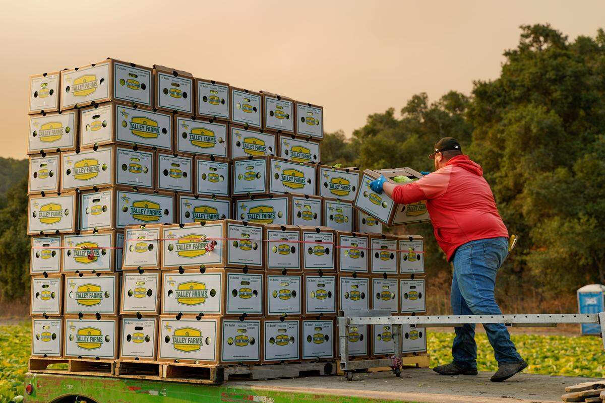 H-2A visa holders who work as temporary agricultural workers pick and box cabbages at a farm owned by Talley Farms on Thursday, Aug. 7, 2025. Temporary agricultural workers can stay in the United States temporarily — around 10 months in the case of Talley Farms employees — on H-2A visas.
