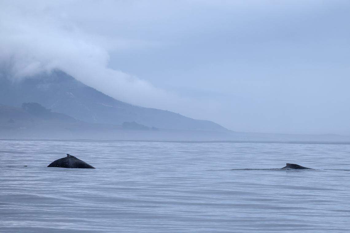 A humpback whale and her calf swim in the waters around a mile from the coast of Morro Bay on Monday, Sept. 29, 2025. Humpback whales can be seen in the waters of the Pacific Ocean near San Luis Obispo County from April through November during their migration.