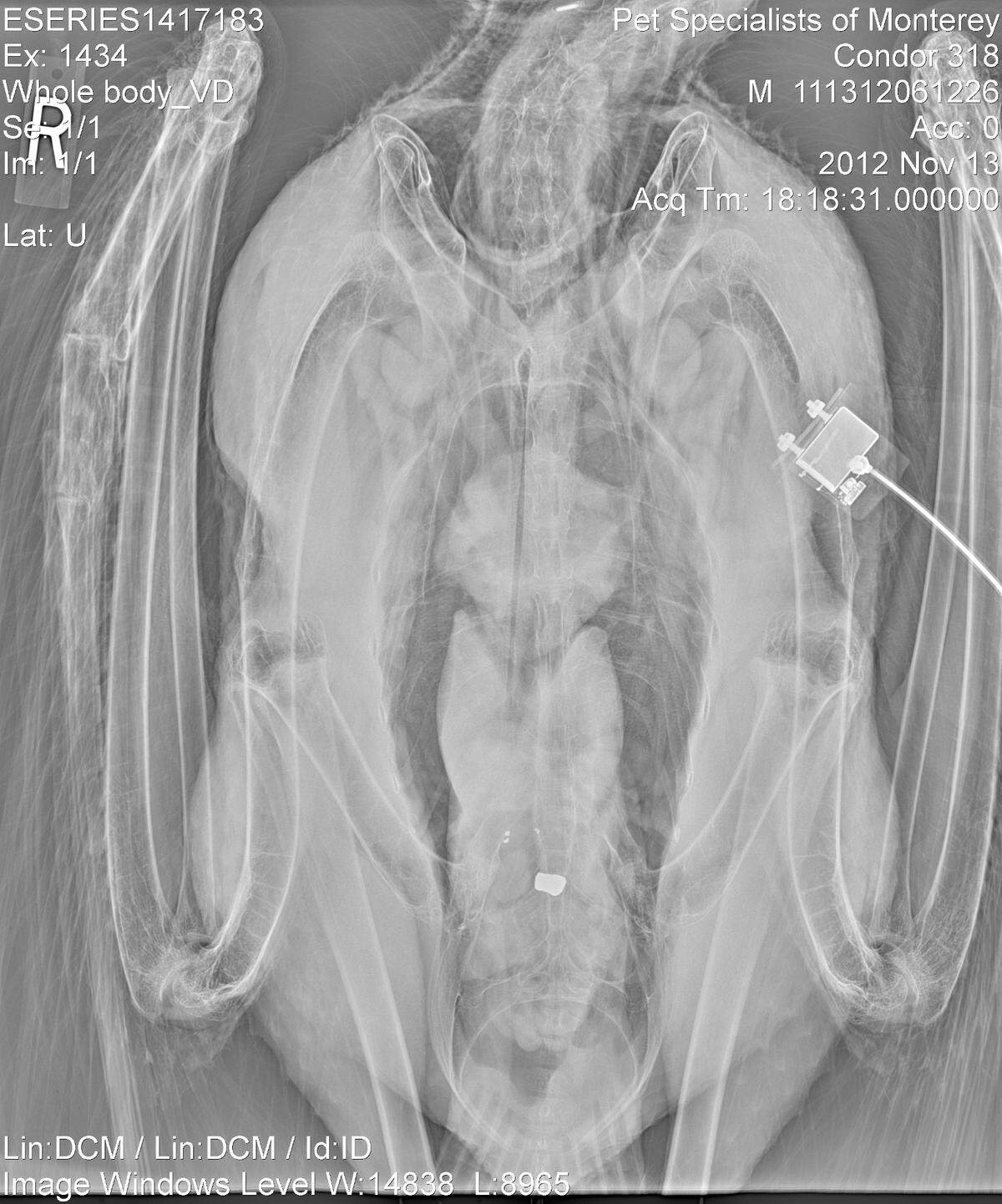 An x-ray of Condor #318, Benito, taken on Nov. 13, 2012, shows lead fragments and a bullet.