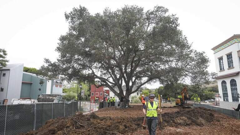 How SLO community united in effort to save 100-year-old oak tree