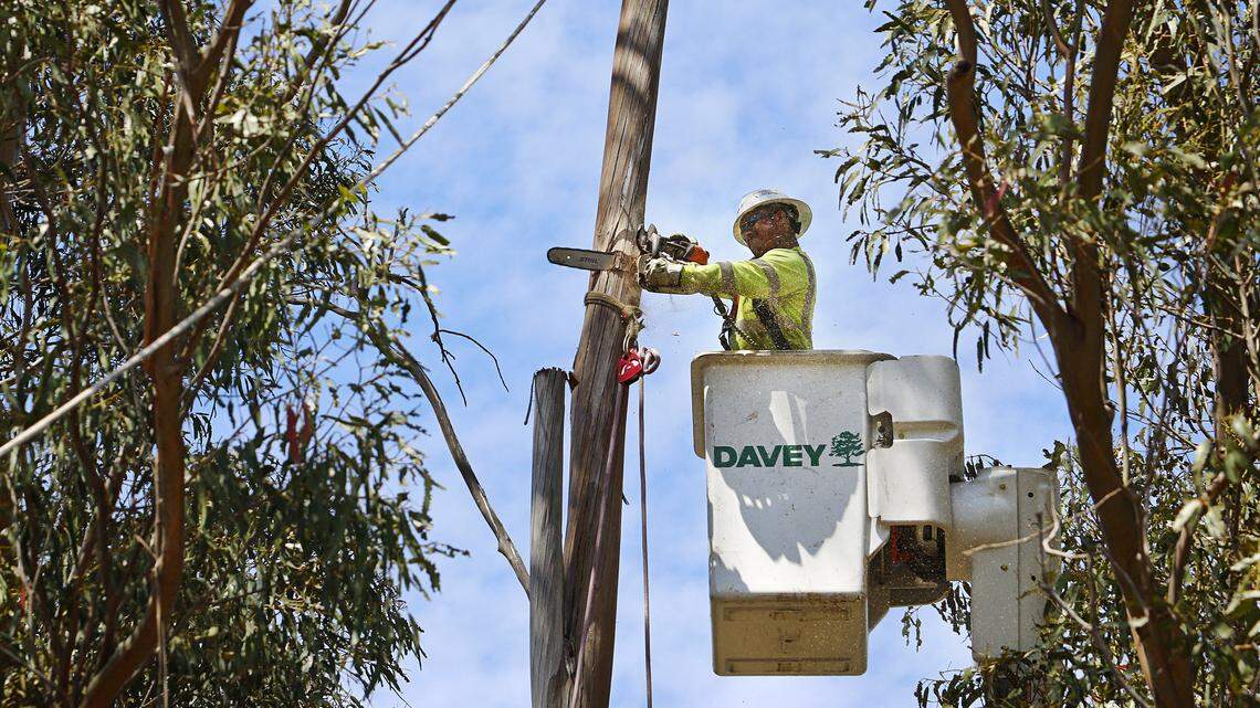 Benito Maldonado with Davey Tree cuts down the top of a dead eucalyptus tree along Dana Foothill Road in Nipomo. San Luis Obispo residents may need permits to remove trees from their property.