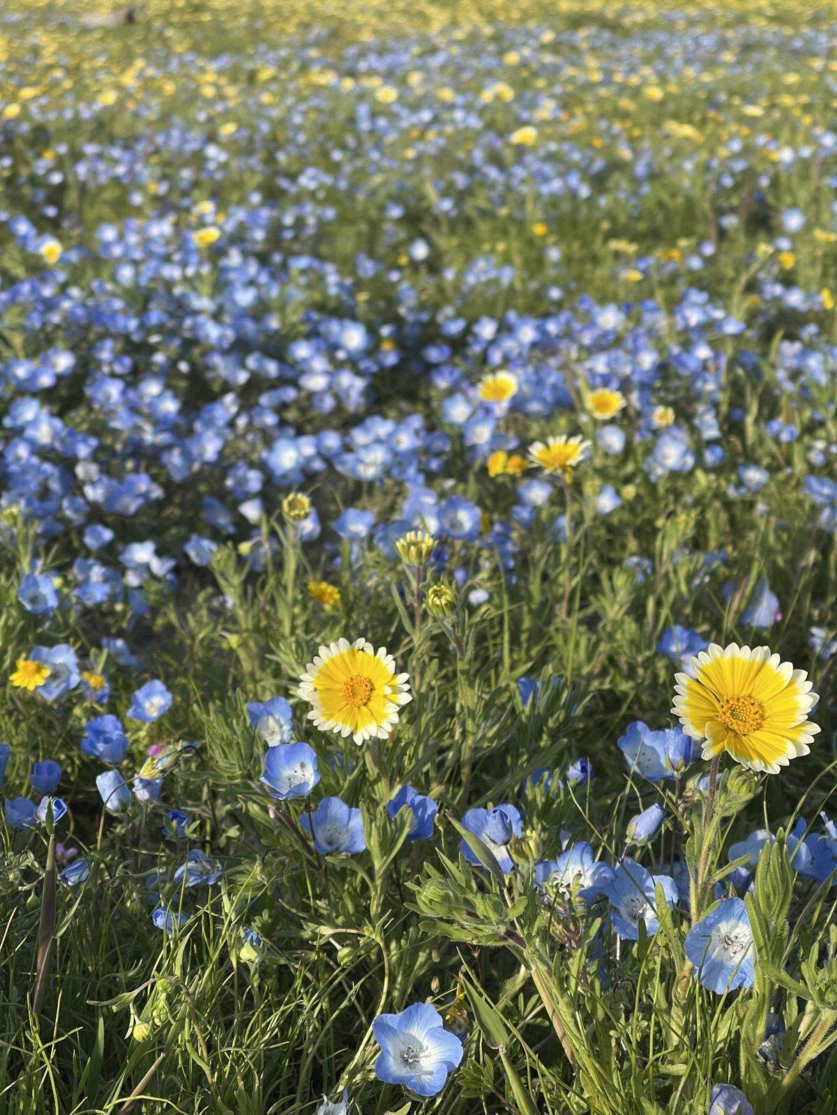 Melissa Walker-Scott shot this photo of baby blue eyes, tidy-tips and other wildflowers at Shell Creek Road off Highway 58 near Santa Margarita in early April 2023.