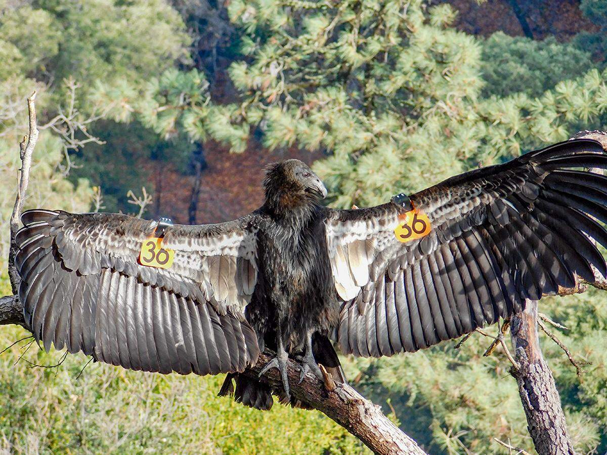 Juvenile Rosalie Edge, named after the conservationist who founded the first preserve for birds of prey (Hawk Mountain Sanctuary in Pennsylvania), holds a horaltic pose, a form of warming her wings. She was released in November 2021 from the San Simeon mountains.