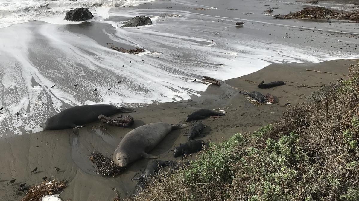 Powerful waves pound the beach at the Piedras Blancas elephant seal rookery north of San Simeon.