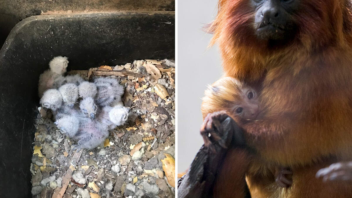 Burrowing owl chicks were hatched recently at the Charles Paddock Zoo in Atascadero, while the Santa Barbara Zoo has a new baby golden lion tamarin.
