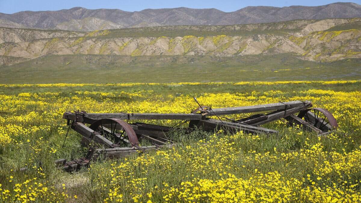 Common Hillside Daisy blooms on the Carrizo Plain and in the Temblor Range in the background. Before it became National Monument, much of the area was farmed for grain in the 20th Century. Wildflower season is in full bloom on the Carrizo Plain seen here on March 11, 2026.