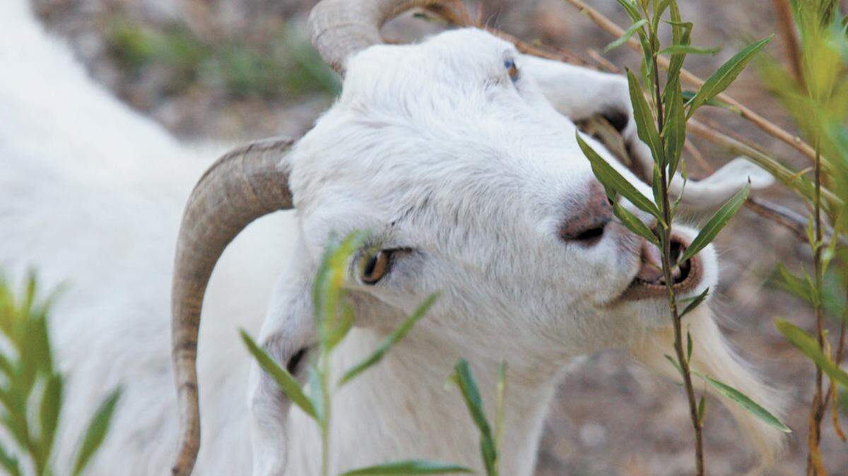 Goats began grazing in the dry lake bed Wednesday, Sept. 30, 2015 as part of ongoing efforts by the city and the Atascadero Friends of the Lake group to fix up the North County attraction during the drought.