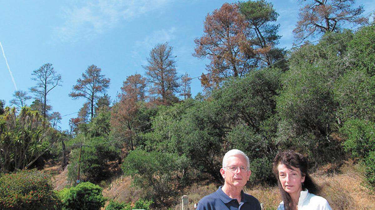 Crosby and Laura Schwartz, co-chairs of the Cambria Forest Committee, are worried as much as 40 percent of Cambria’s Monterey pines may be in danger, like these on the south-facing ridge overlooking upper Bridge Street.