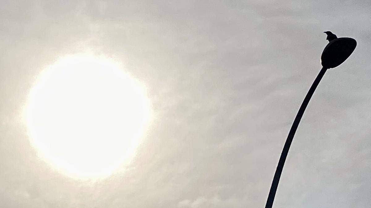 A bird surveys Prado Road from atop a lampost as the sun shines down through partial overcast on Oct. 19, 2022.