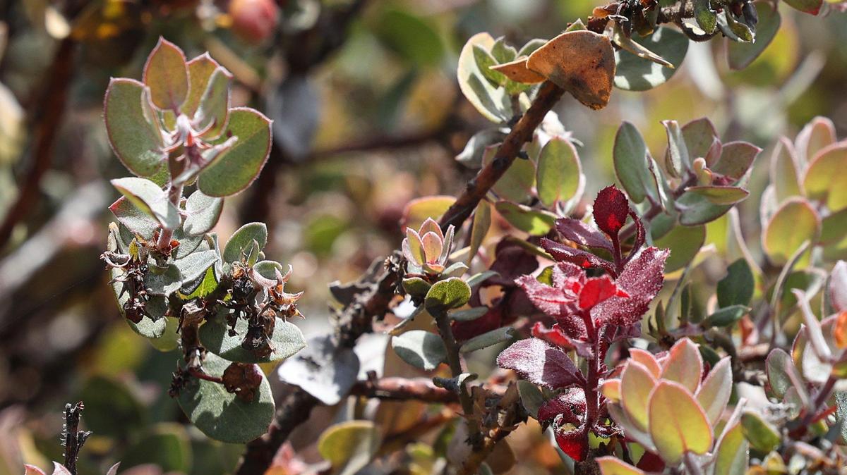 Morro manzanita can be found at Montaña de Oro State Park and here at the Elfin Forest in Los Osos. This photo is from June 30, 2025.