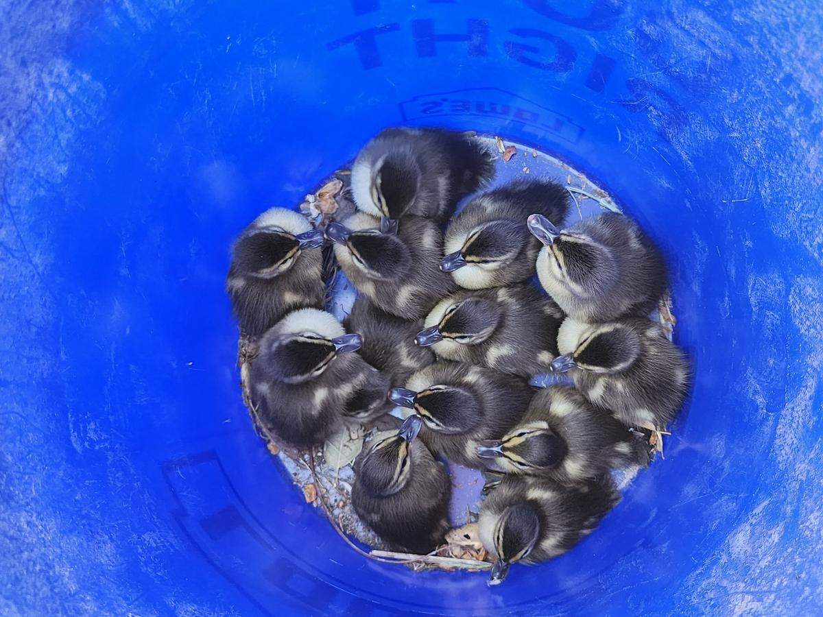 Thirteen ducklings who fell into a storm drain in Paso Robles are safe and sound in a bucke after being rescued by firefighter Christopher Seyle on April 13, 2023.