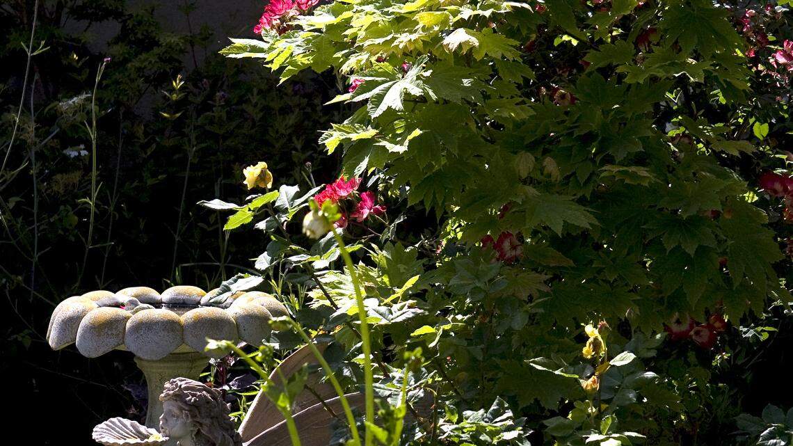 An Acer japonicum ‘Acontifolium’ (Full Moon Japanese maple) is one of the structure trees for Kelso's cottage garden; behind is a blooming ‘cocktail’ shrub rose, and in the foreground is one of Cory’s many dahlias getting ready to bloom.