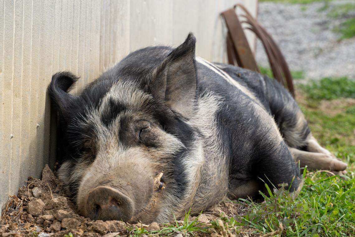 Creston Manor, a 577-acre property on Calf Canyon Road, is up for sale for around $7 million, pictured here Monday, Feb. 9, 2026. The property was once owned by "Jeopardy!" host Alex Trebek and includes 22 acres of vineyard vines, farm land and several residences.