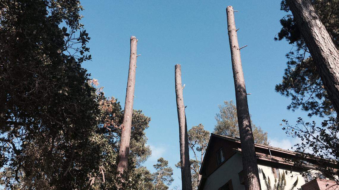 Tall tree trunks are part of the forest and have their own dignity.