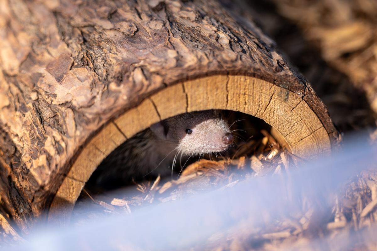 A Madagascar tenrec hides under a log in its habitat at the Central Coast Zoo during the grand opening of the zoo's new Madagascar exhibit on Thursday, May 15, 2026. The new exhibit includes red ruffed lemurs, ring-tailed lemurs, Madagascar teal, tortoises and more.