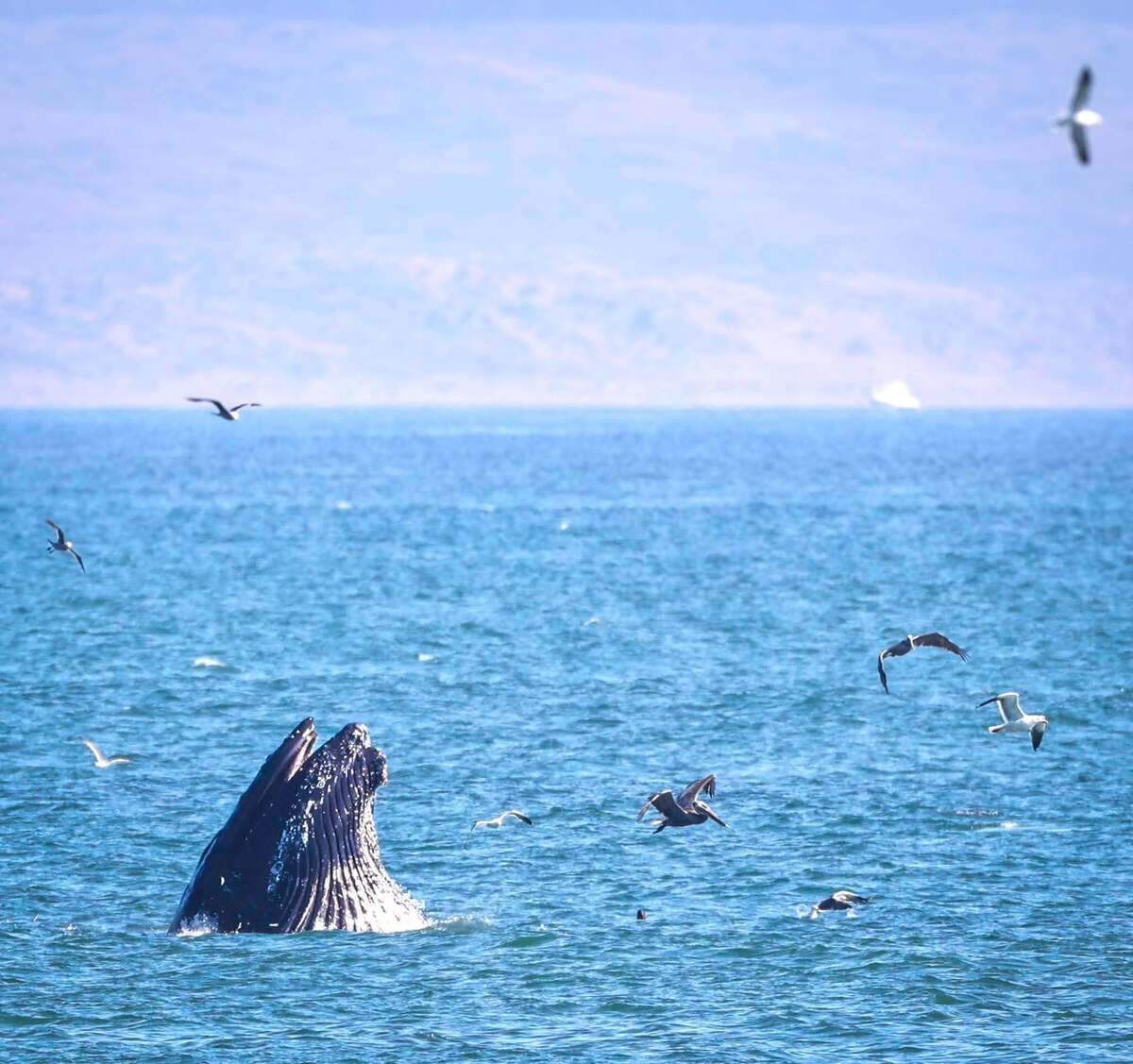 A humpback whale swam near Cayucos Pier on June 26, 2026.