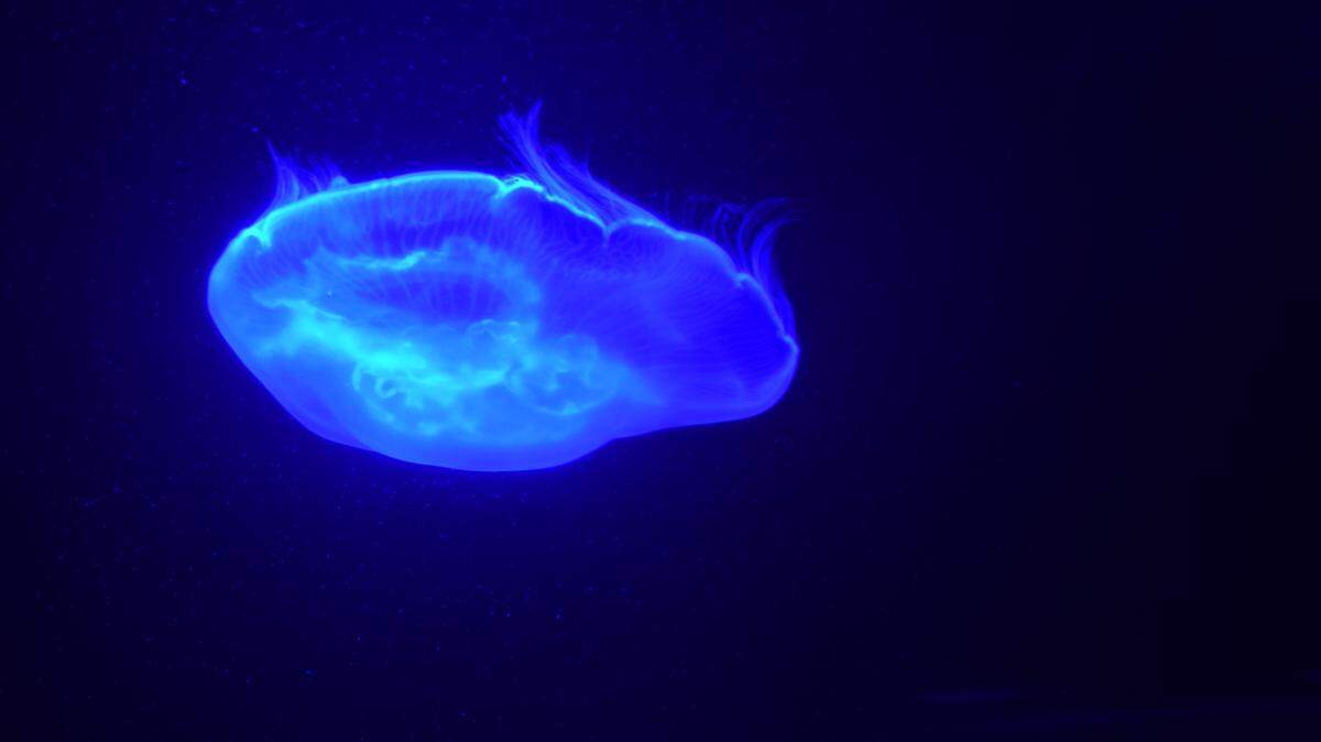 PG&E meteorologist John Lindsey took this photo of a moon jelly.