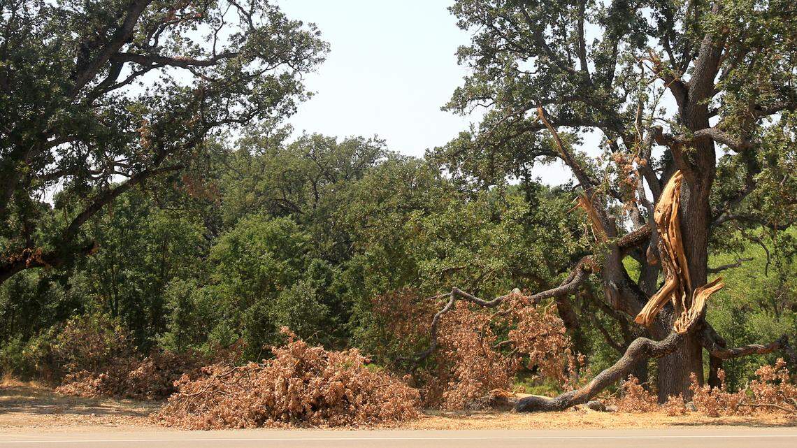 Exploding trees? Here’s why we see big branches fall during hot summer days