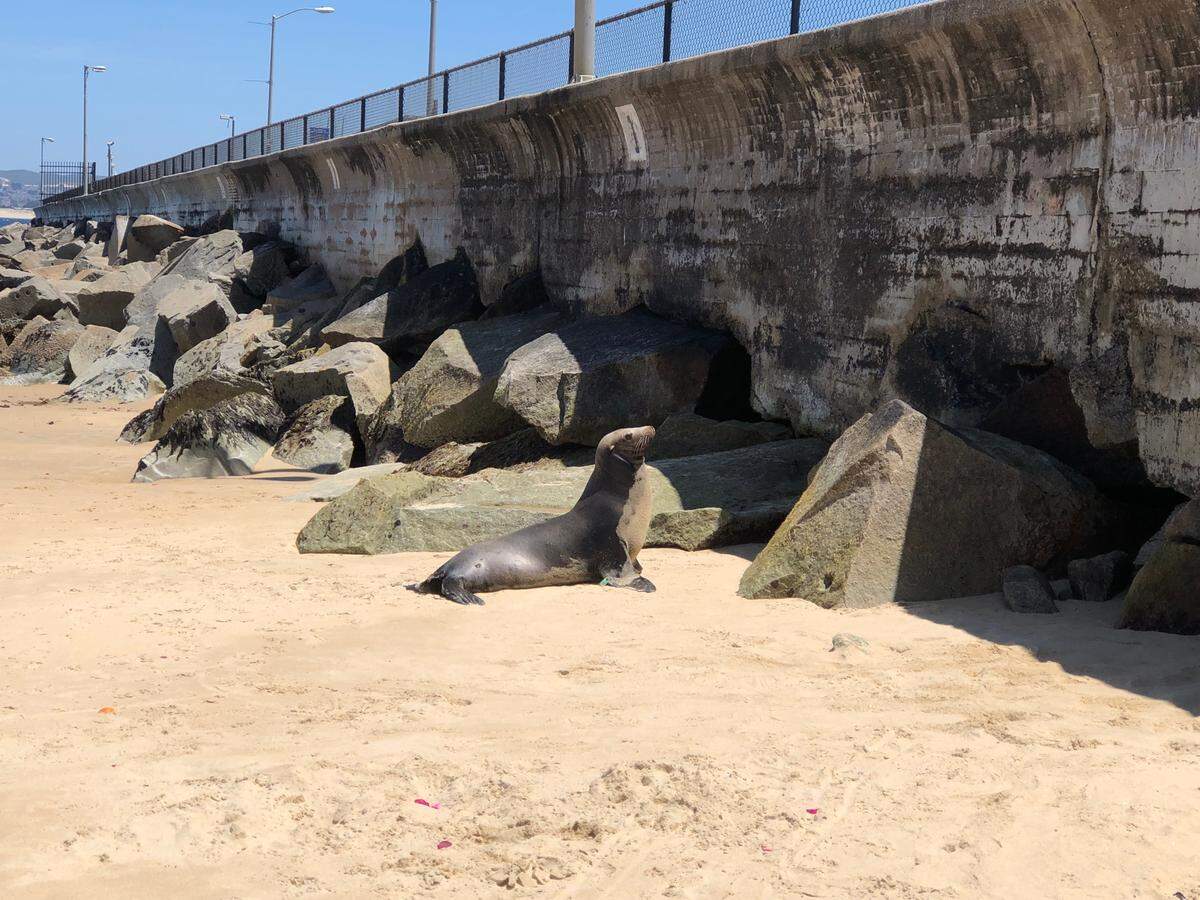 Kaiko, a sub adult male California sea lion suffering from domoic acid poisoning, wanders near a beach wall at San Carlos Beach in Monterey, CA.